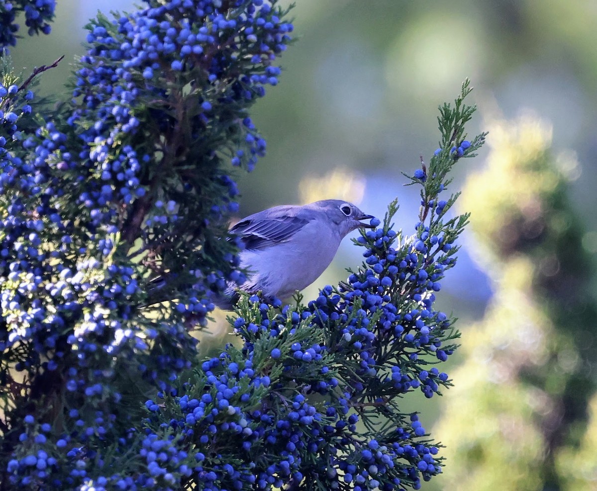 lesňák západní - ML644716834