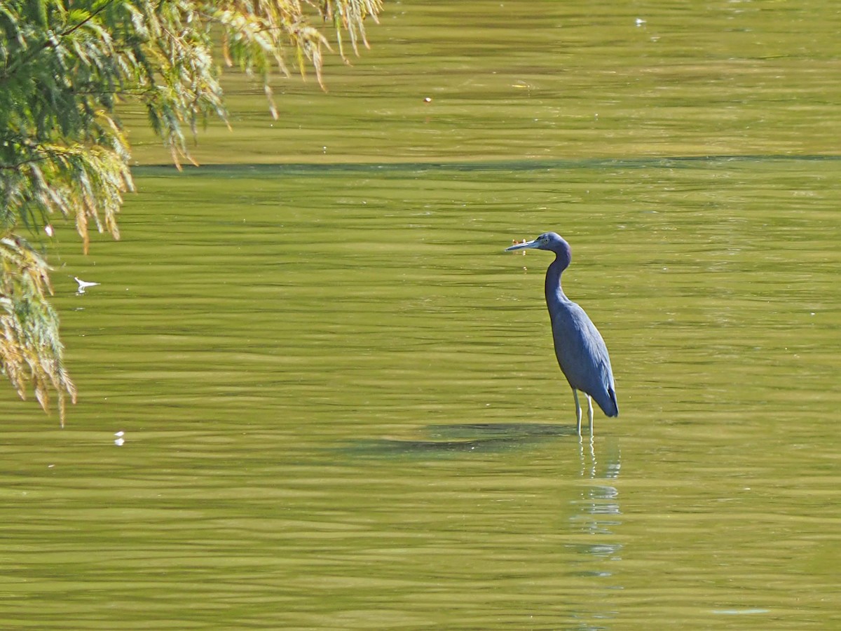 Little Blue Heron - ML644716835