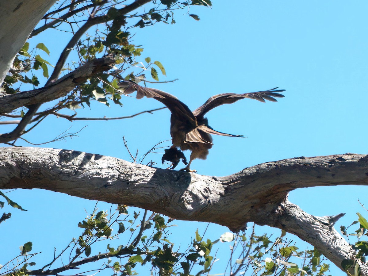 黑鳶 - ML644716836