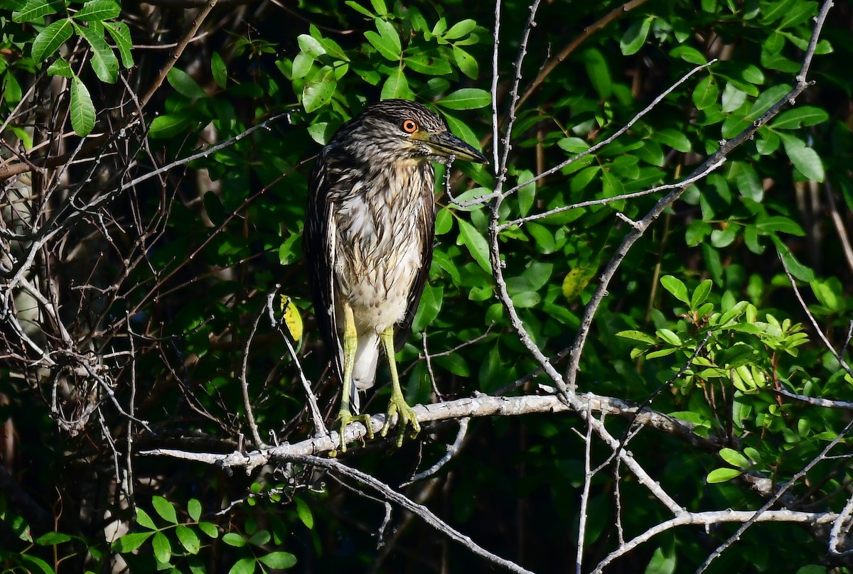 夜鷺 - ML644716837