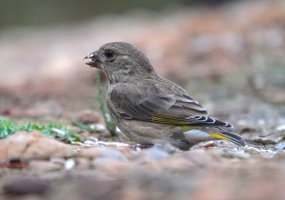 European Greenfinch - ML644716838