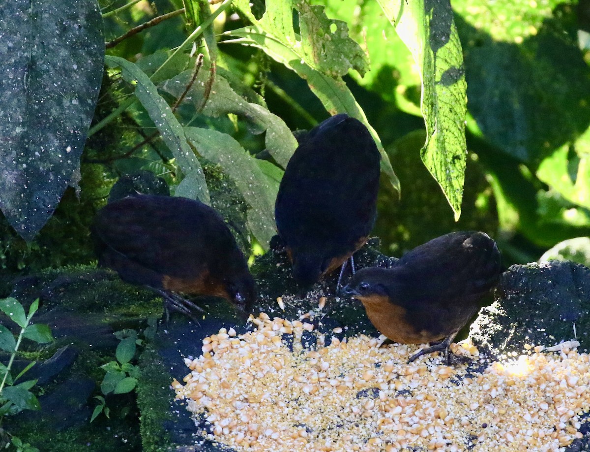 Dark-backed Wood-Quail - ML644716839