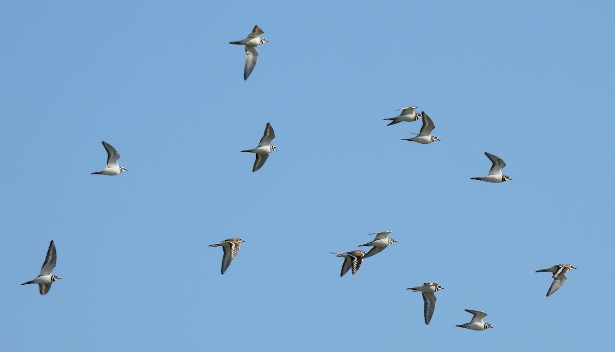 Killdeer - ML644716840