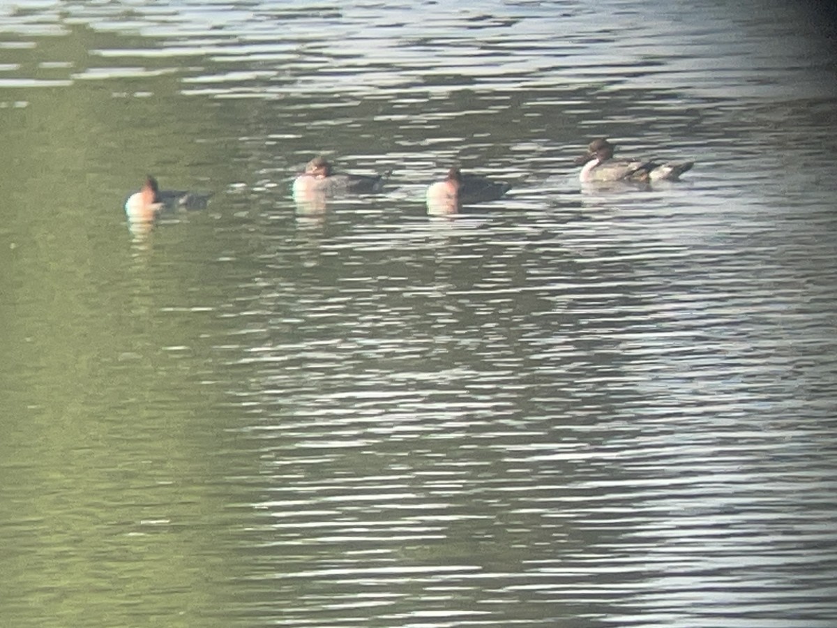 川秋沙 - ML644716841