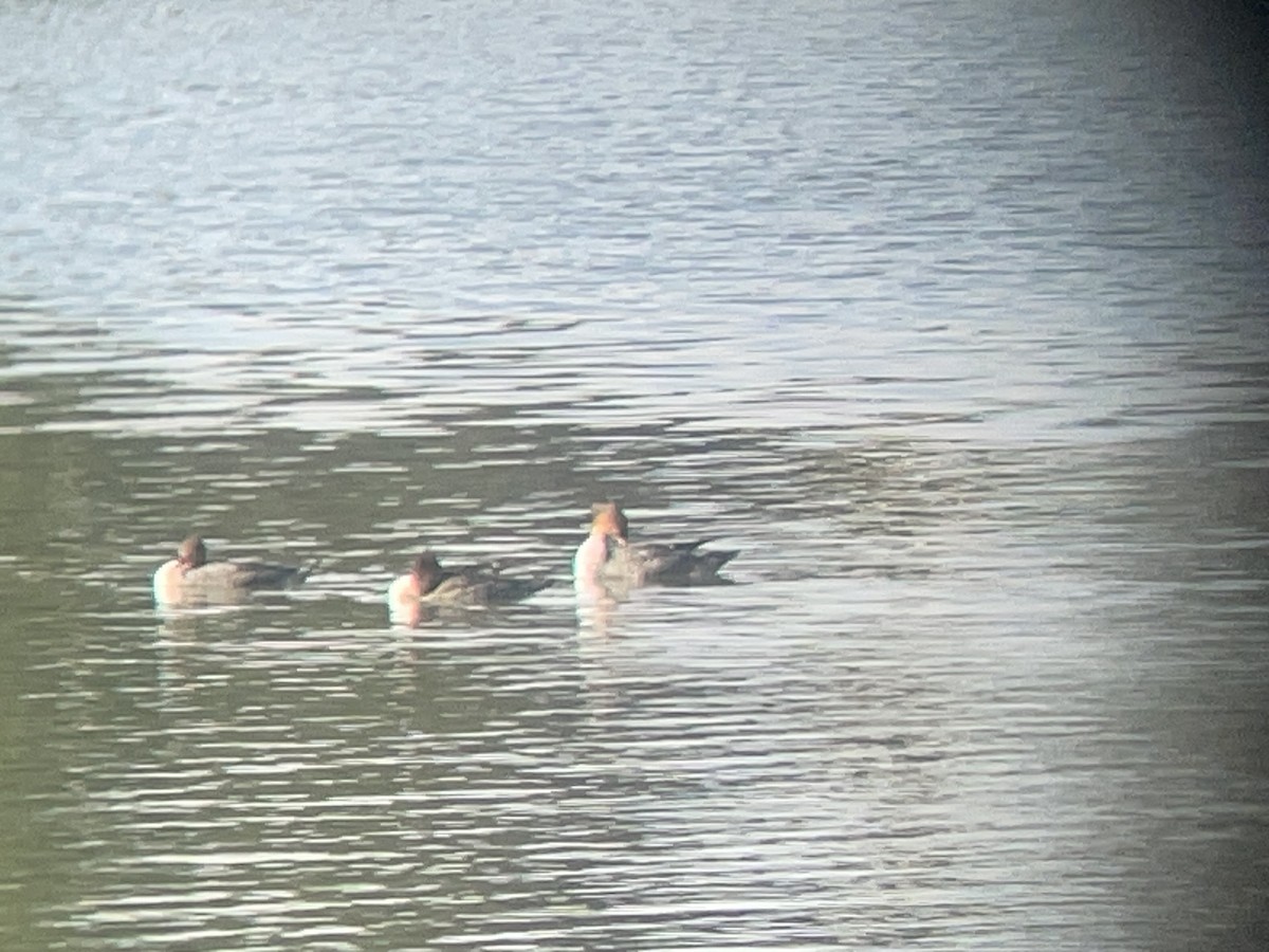 川秋沙 - ML644716842