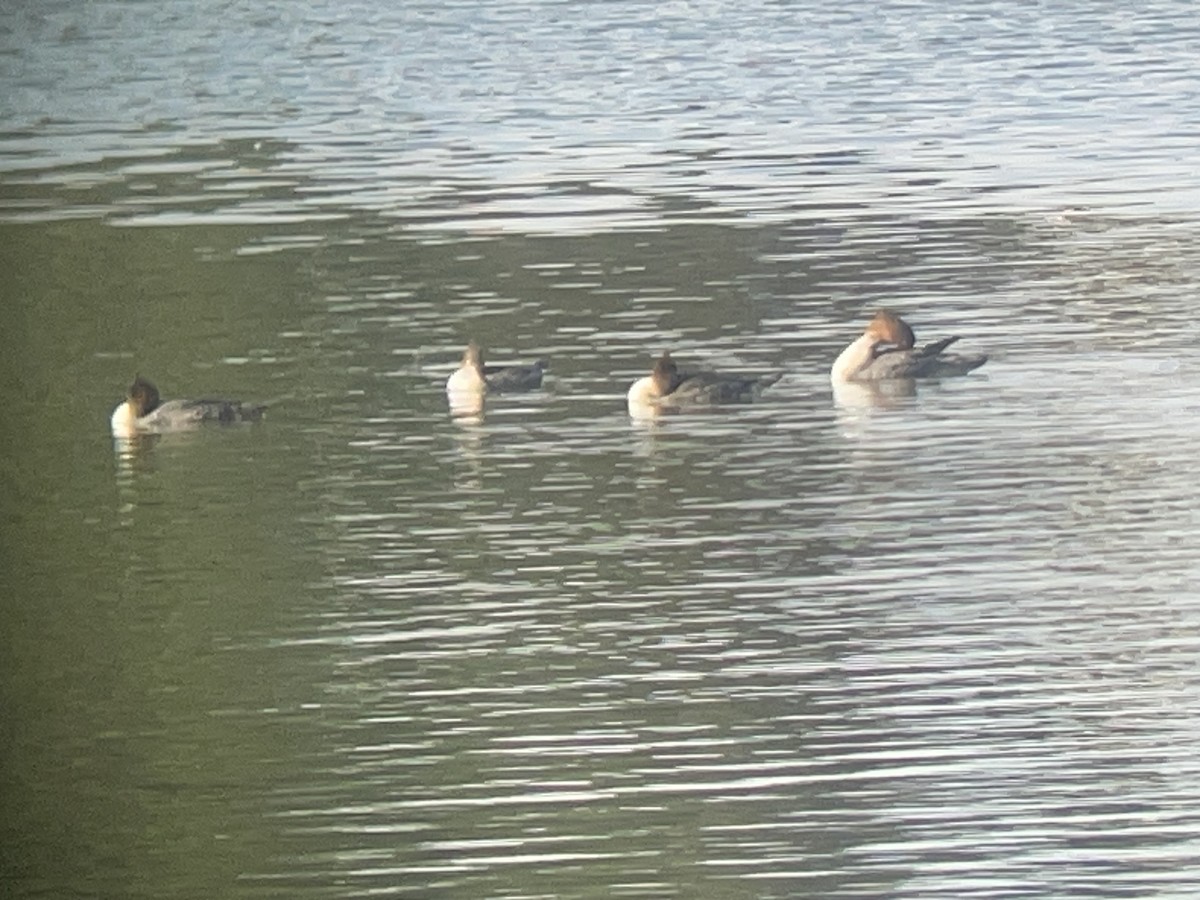 川秋沙 - ML644716843