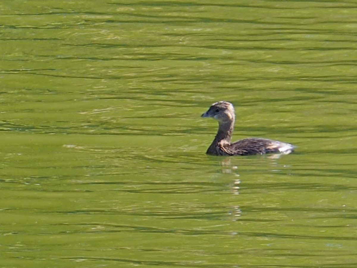 Pied-billed Grebe - ML644716844