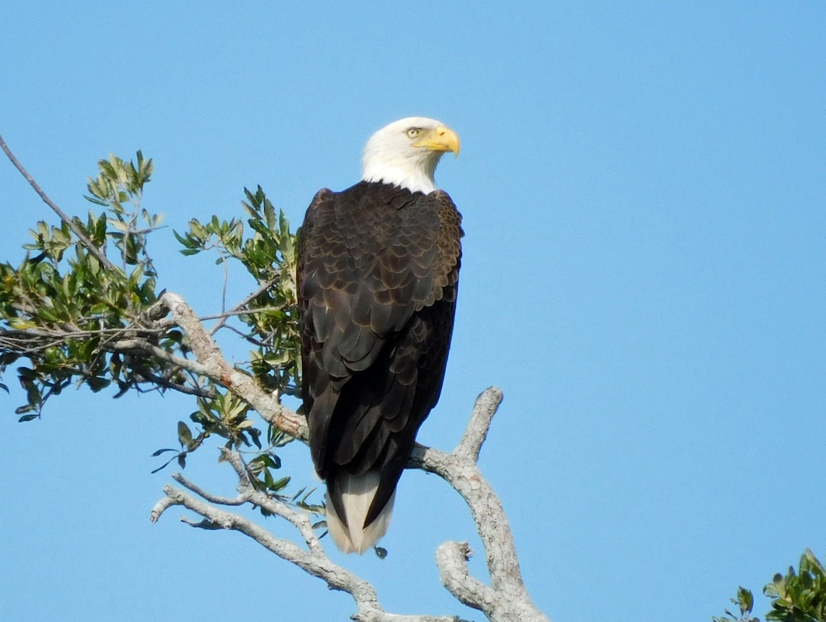 Bald Eagle - ML644716845