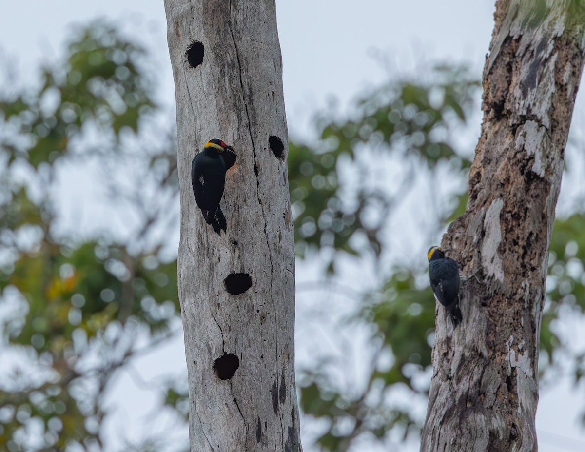 Yellow-tufted Woodpecker - ML644716851