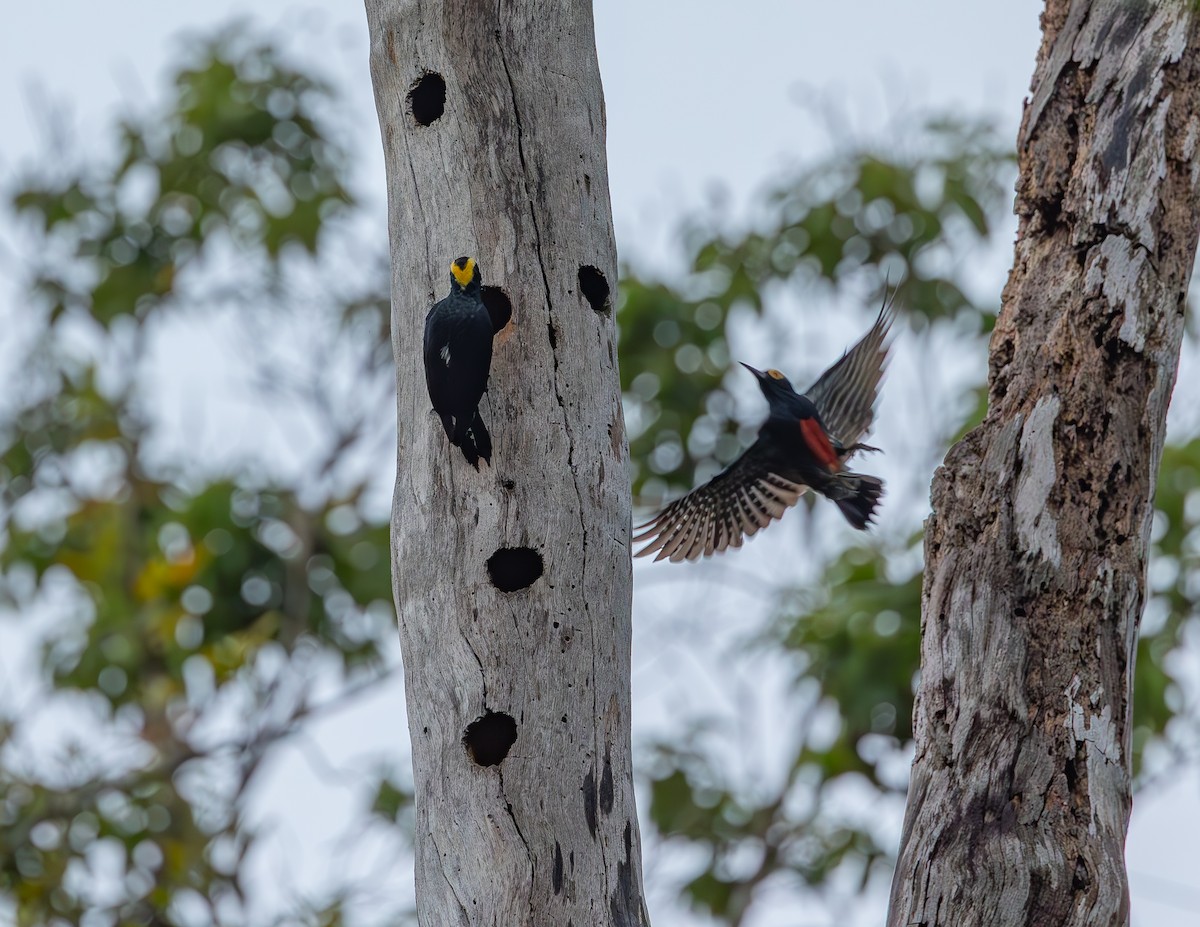 Yellow-tufted Woodpecker - ML644716852