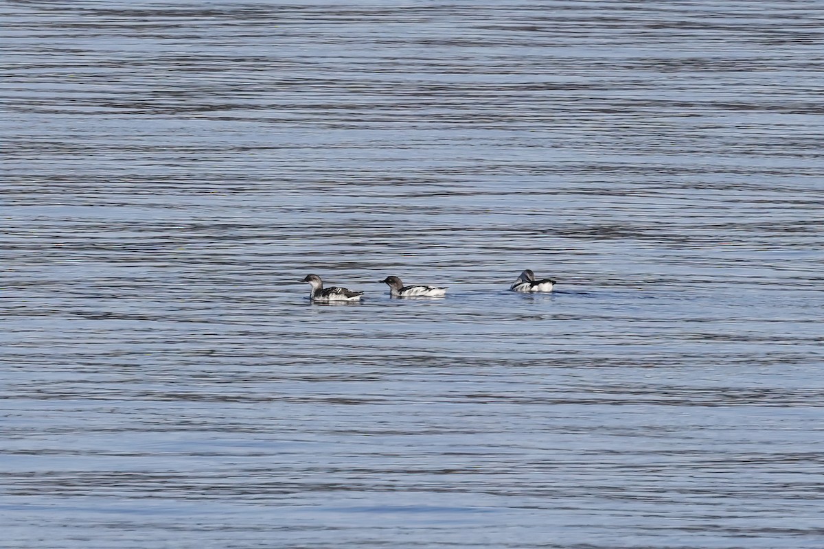 Common Murre - ML644716859