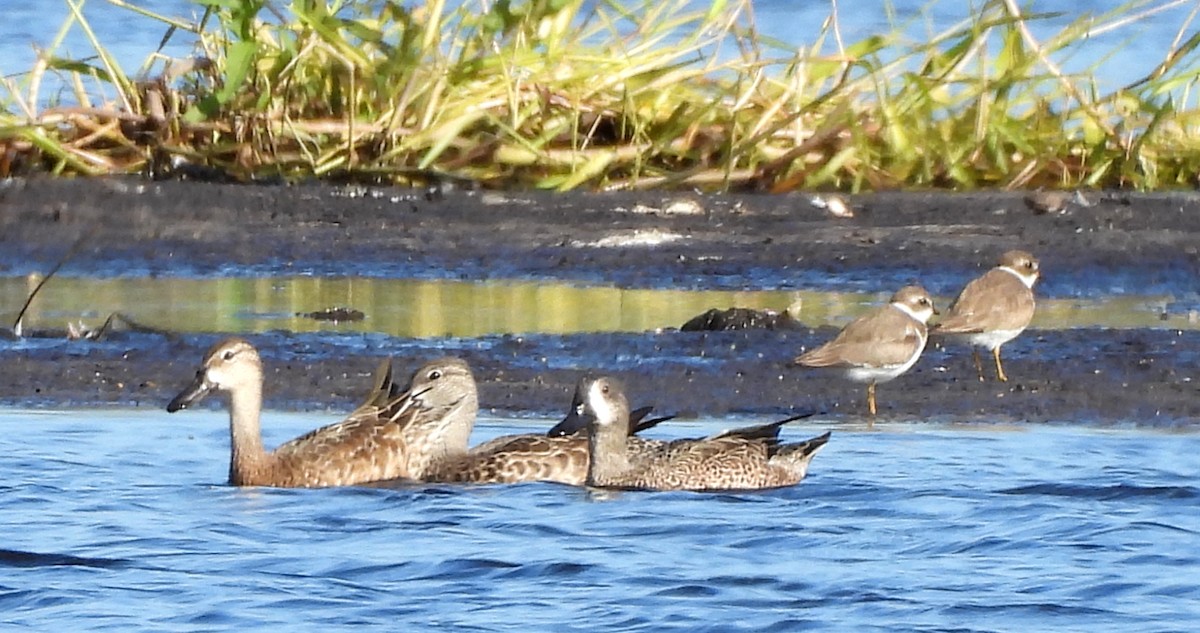 Semipalmated Plover - ML644716865