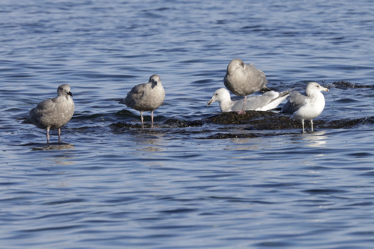 Glaucous-winged Gull - ML644716873