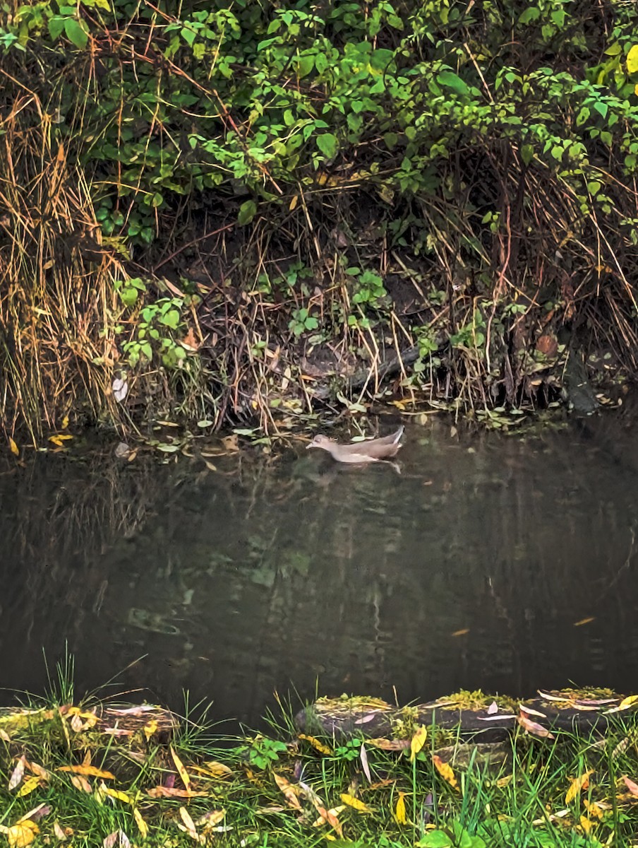 Gallinule poule-d'eau - ML644716875