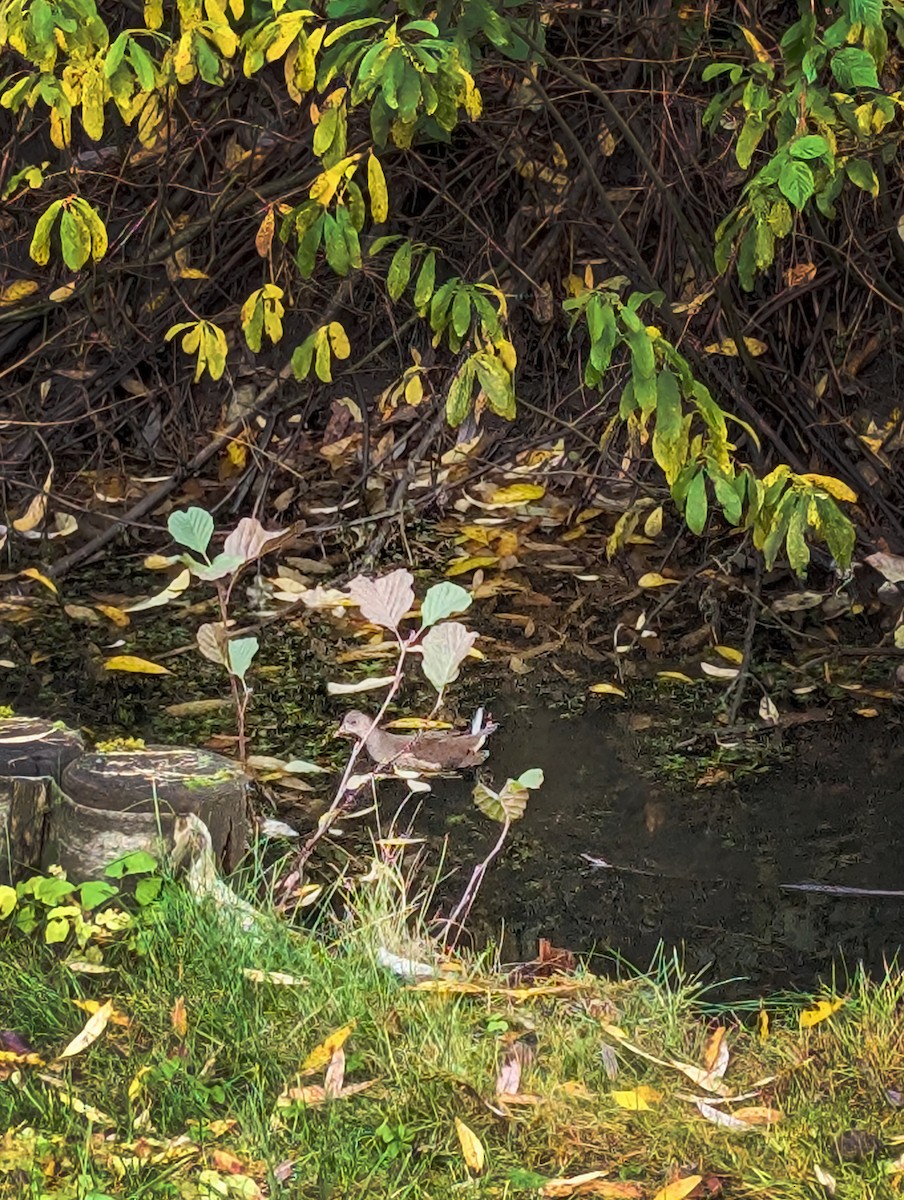 Gallinule poule-d'eau - ML644716876