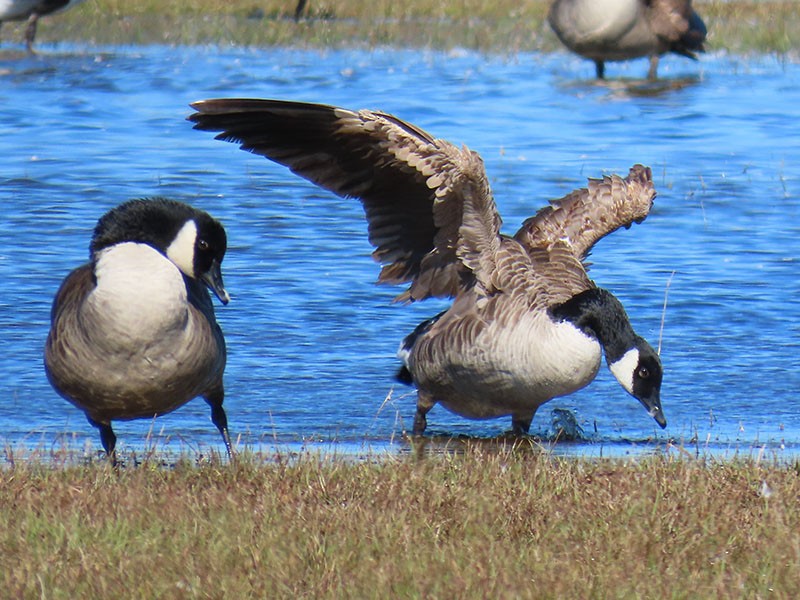 カナダガン - ML644716880