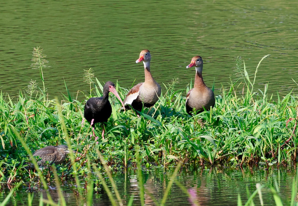 Bare-faced Ibis - ML644716883