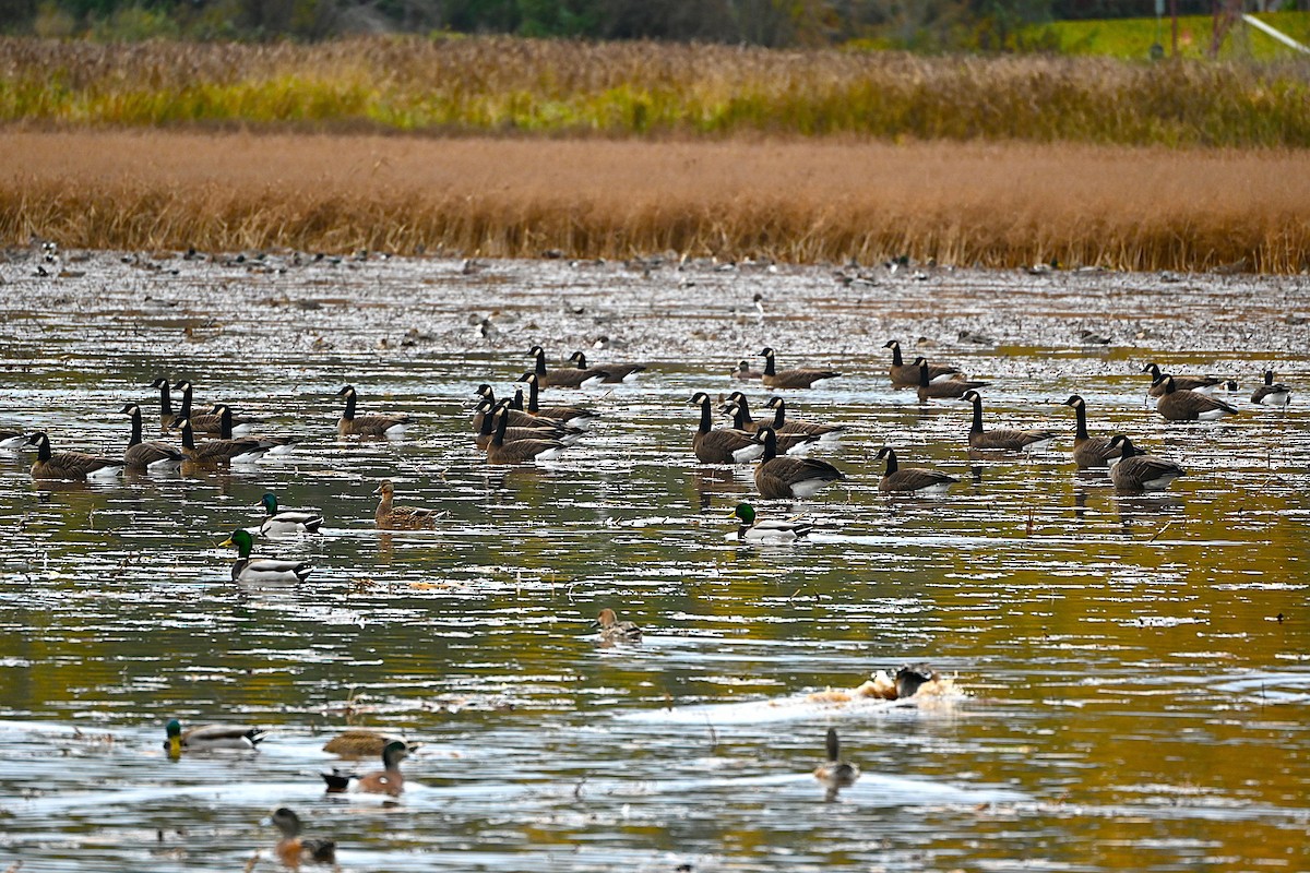 カナダガン（occidentalis／fulva） - ML644716885