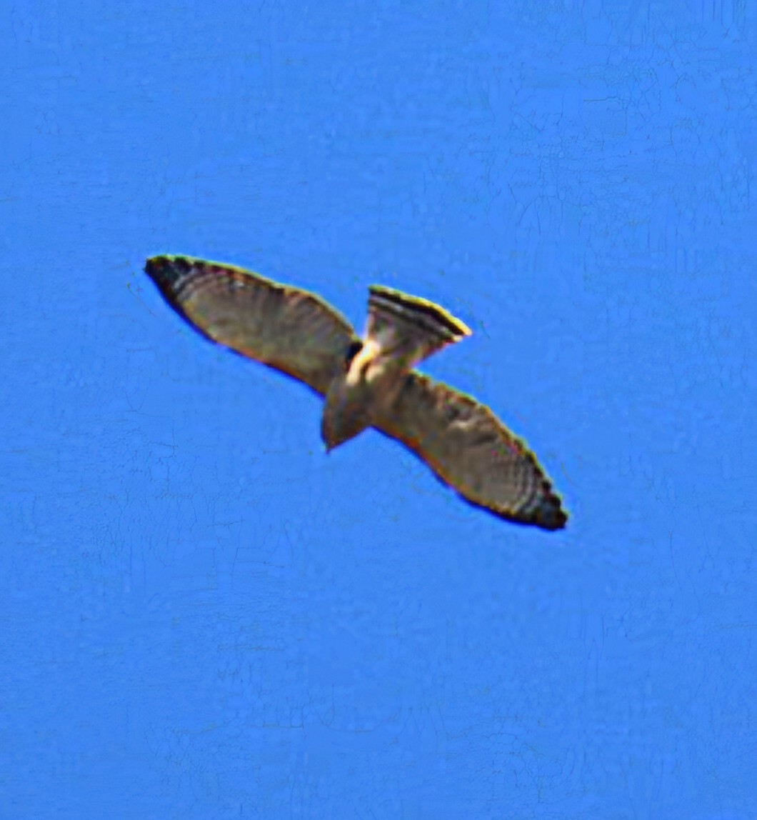 Roadside Hawk - ML644716899