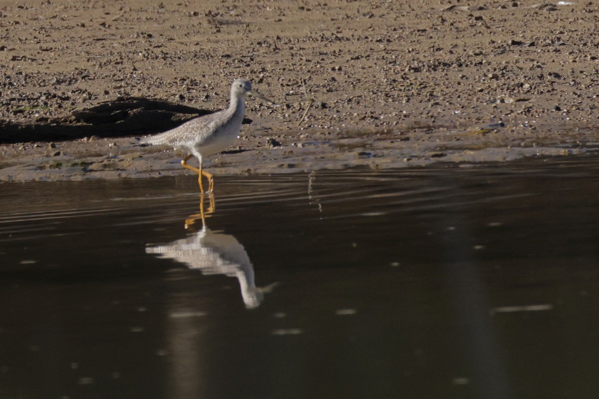 Tüpfelgelbschenkel - ML644716905