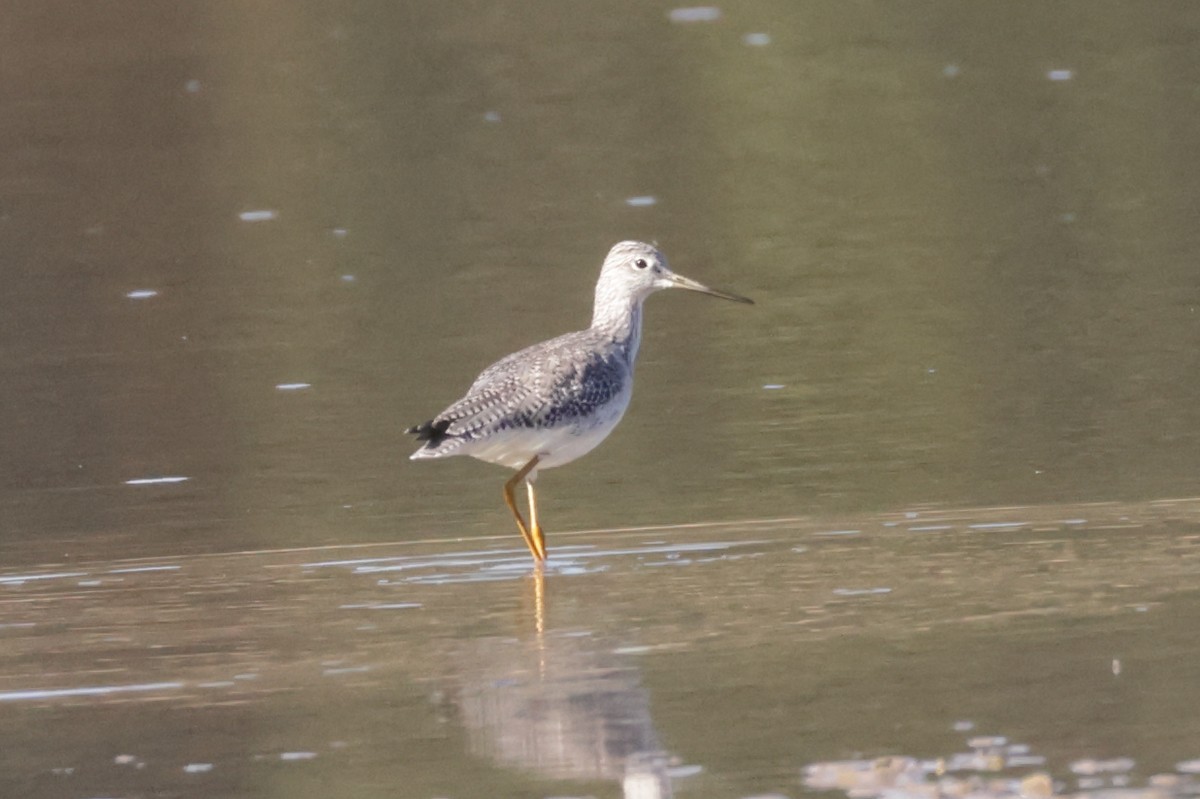 Tüpfelgelbschenkel - ML644716906