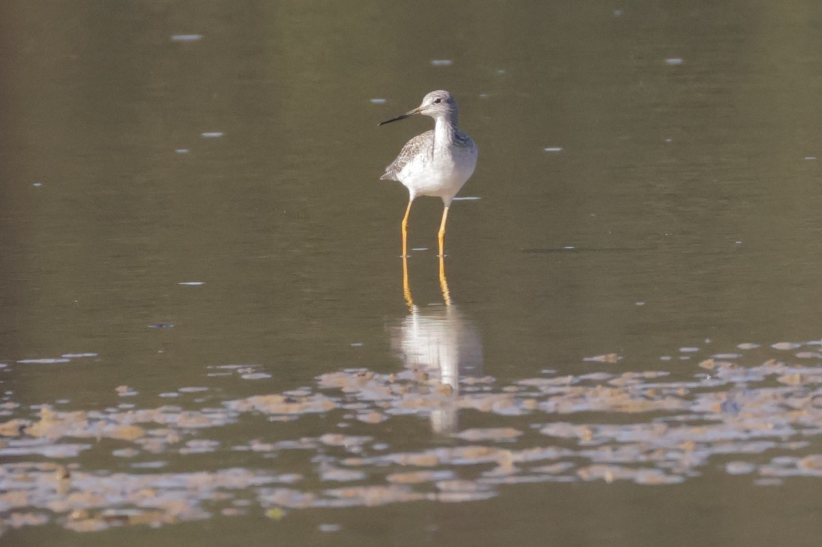 Tüpfelgelbschenkel - ML644716907