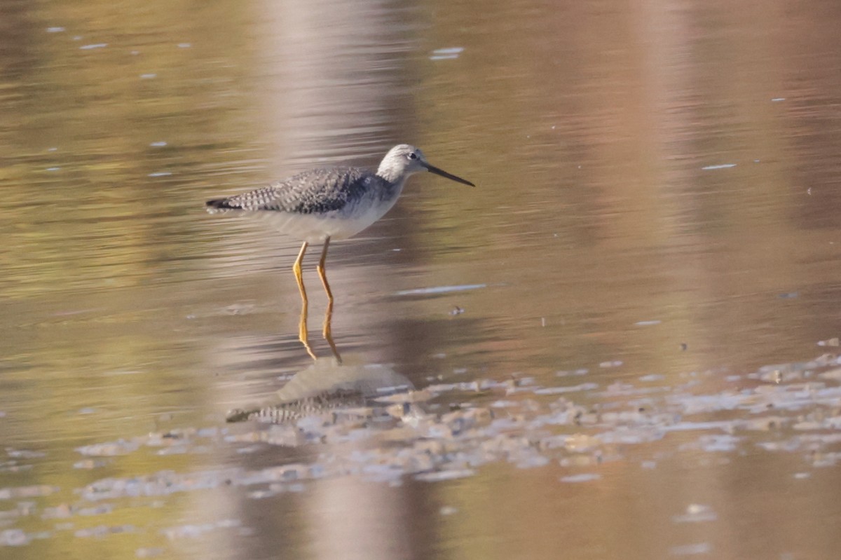 Tüpfelgelbschenkel - ML644716909