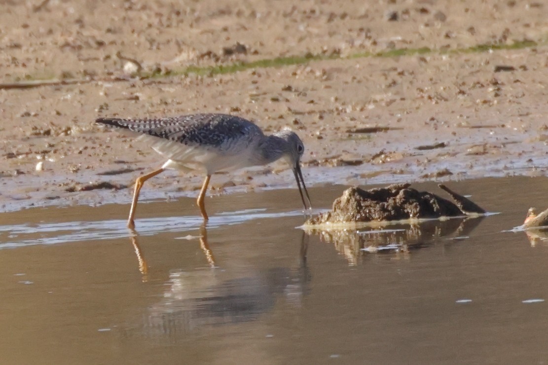 Tüpfelgelbschenkel - ML644716910