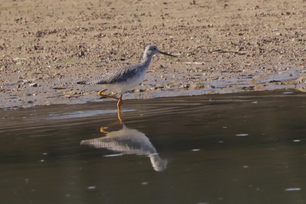 Tüpfelgelbschenkel - ML644716913