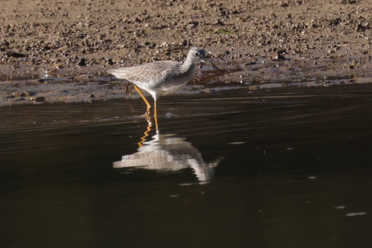 Tüpfelgelbschenkel - ML644716914