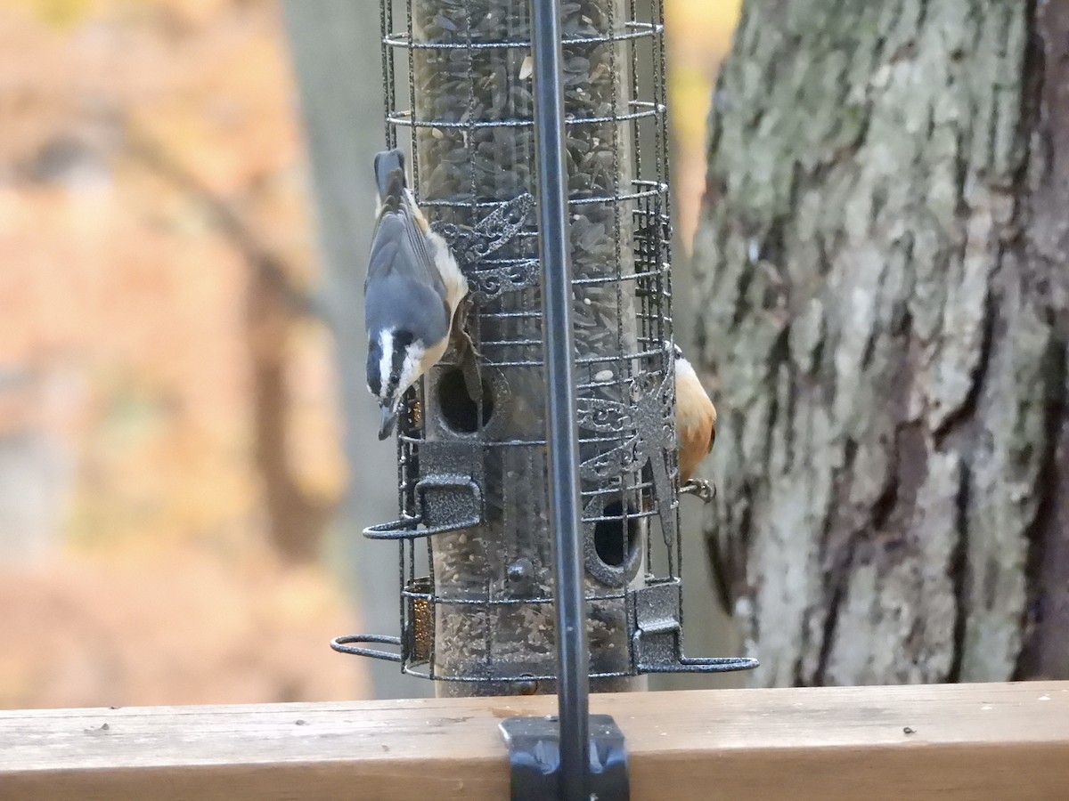 Red-breasted Nuthatch - ML644716919