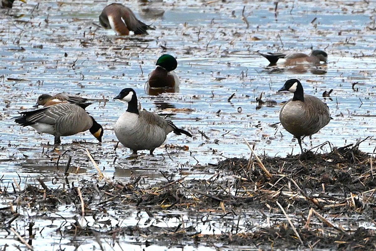 Cackling Goose (Taverner's) - ML644716923