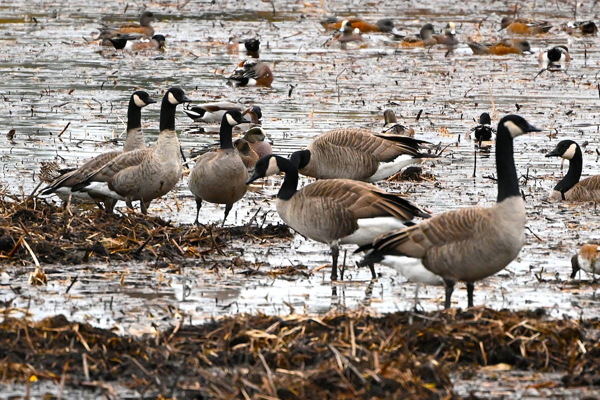 Cackling Goose (Taverner's) - ML644716924