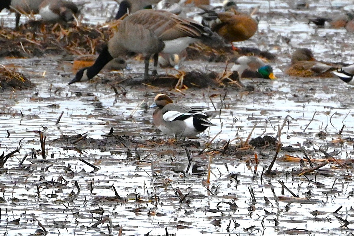 Eurasian x American Wigeon (hybrid) - ML644716941