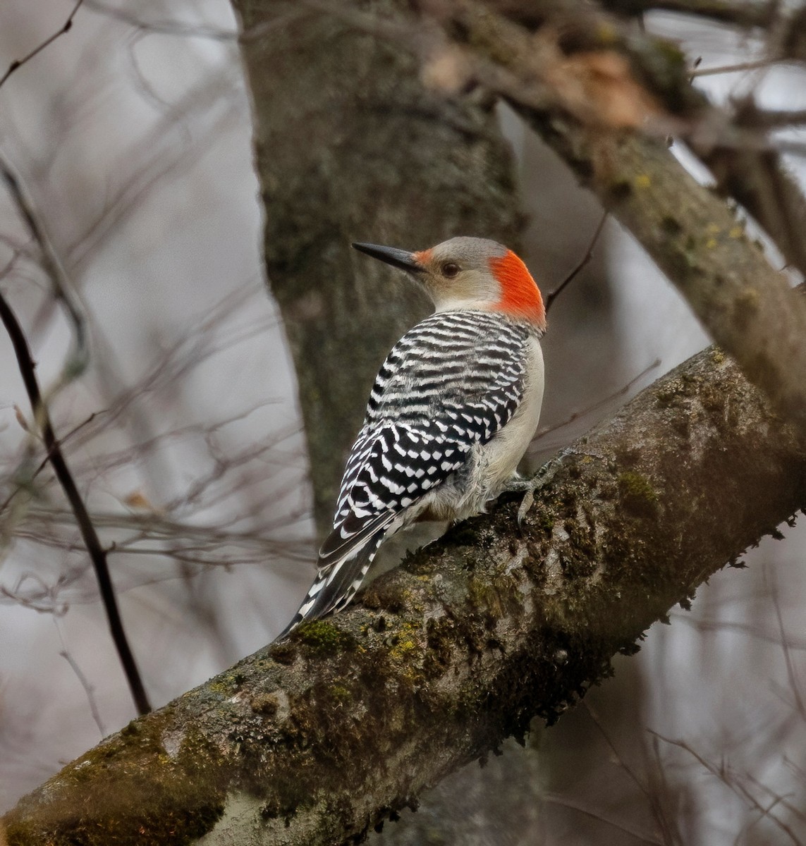 Carolinaspecht - ML644716942