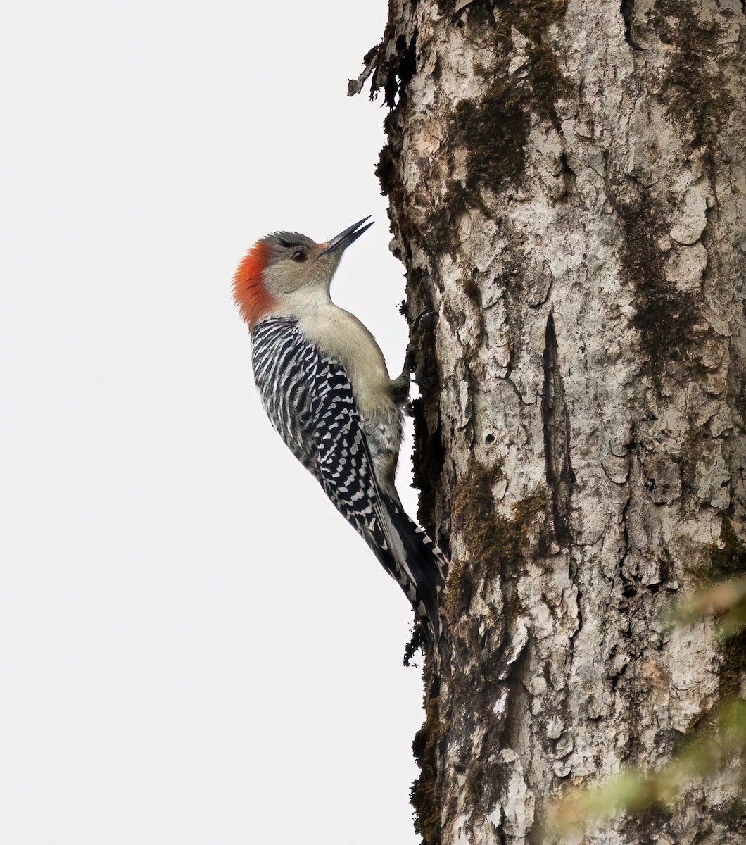 Carolinaspecht - ML644716943