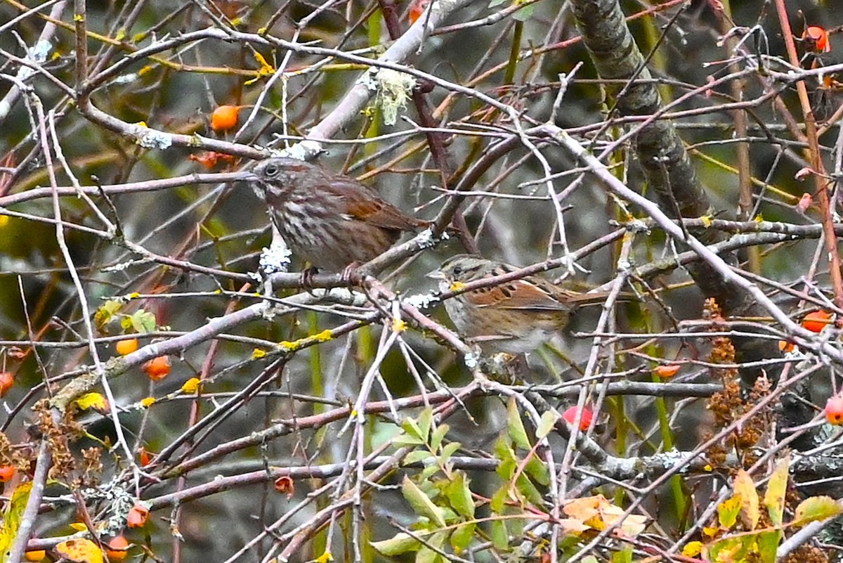 Swamp Sparrow - ML644716972