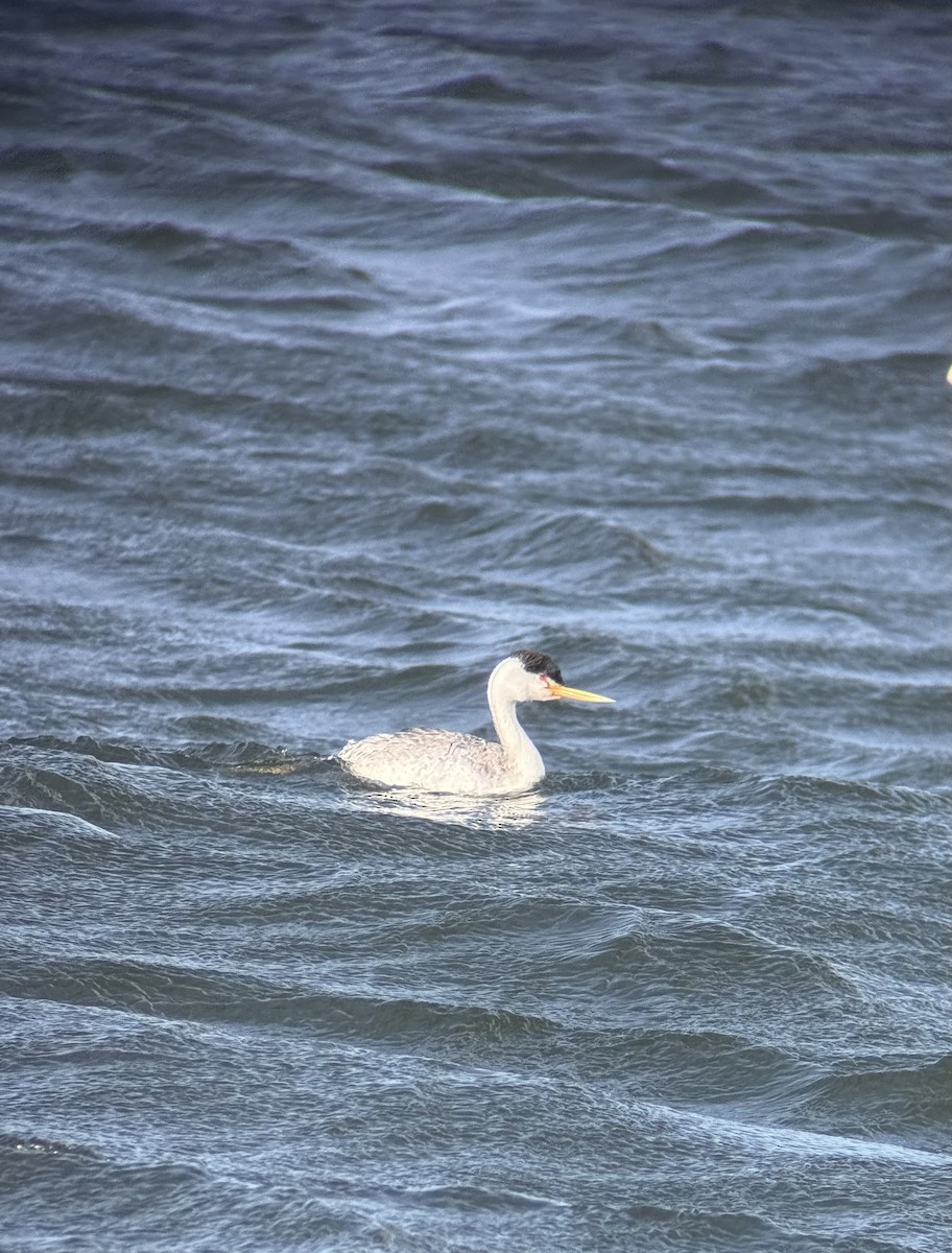 Clark's Grebe - ML644716973