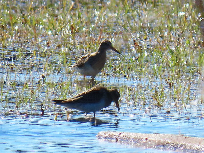 Txirri pektorala - ML644716974