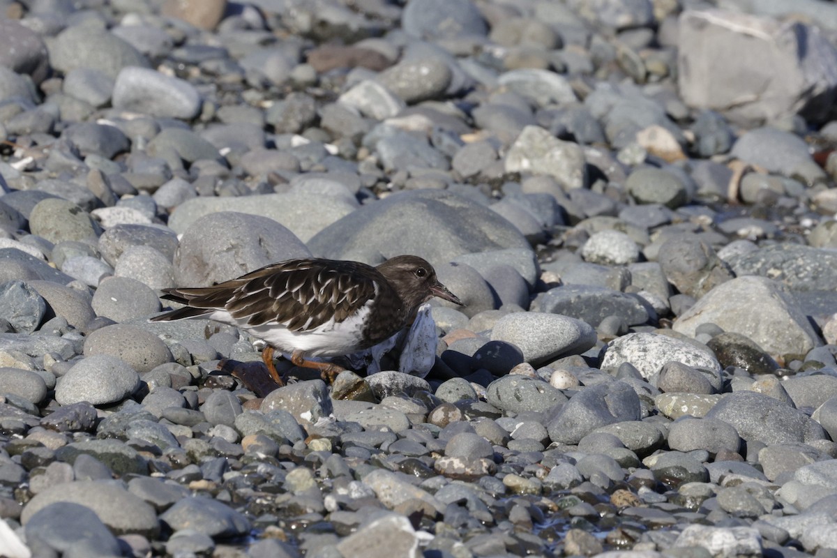 Black Turnstone - ML644716977
