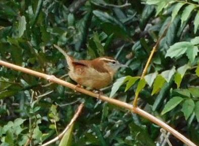Carolina Wren - ML644716978