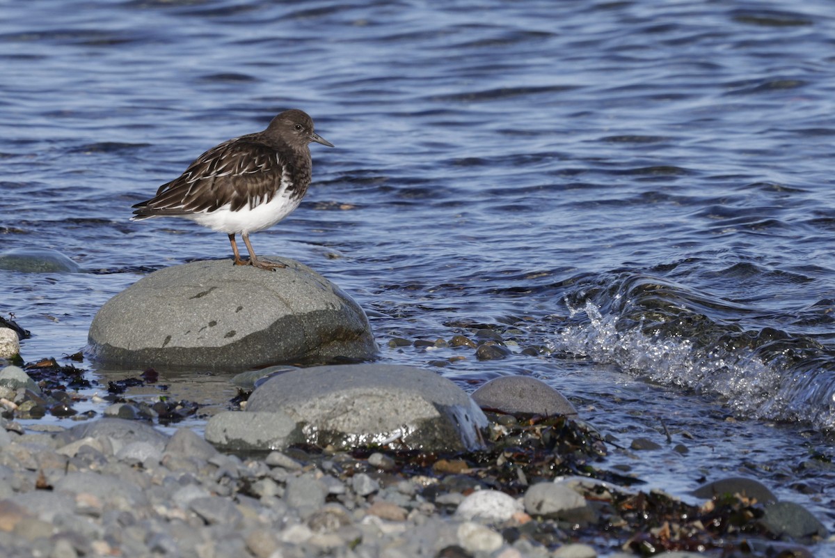 Black Turnstone - ML644716979