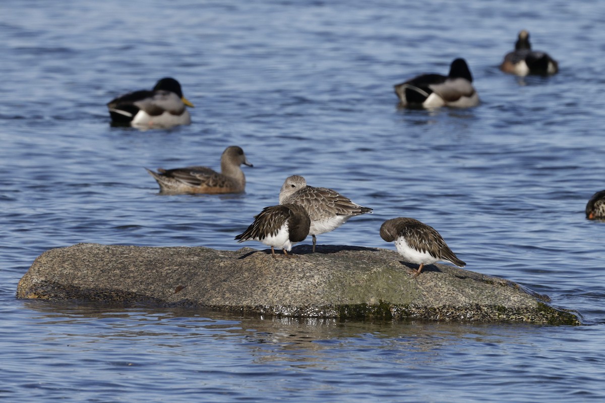 Black Turnstone - ML644716980
