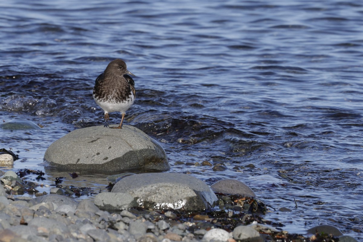 Black Turnstone - ML644716981