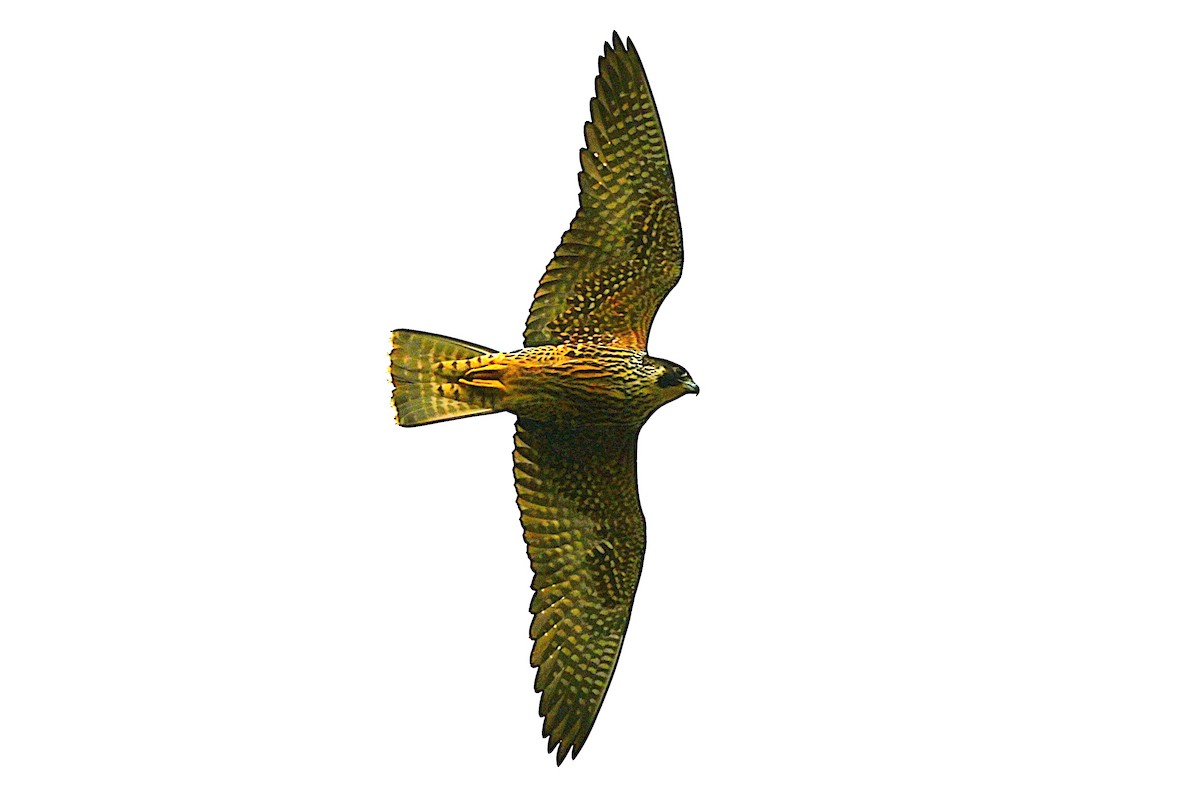 Peregrine Falcon - ML644716985