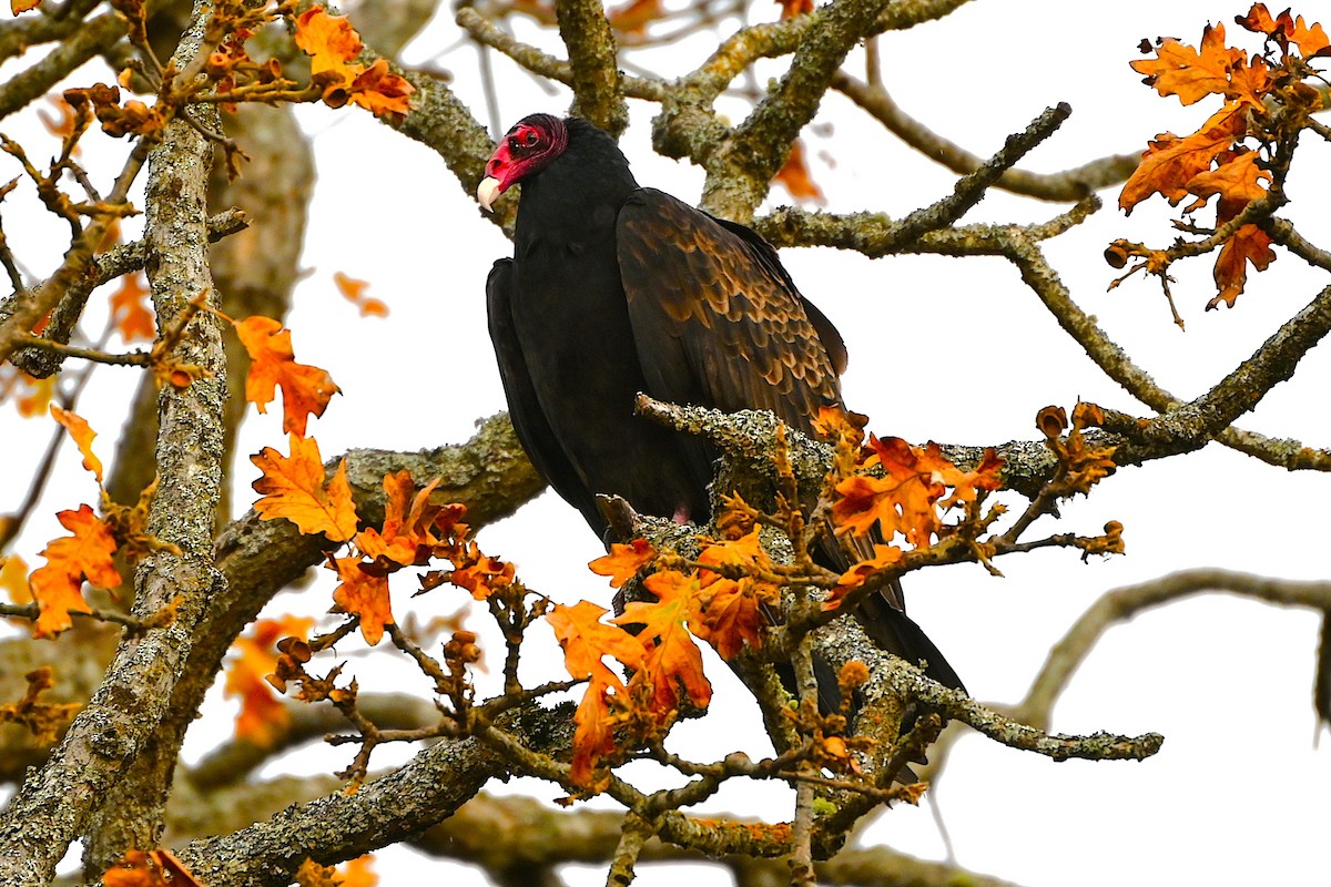 Turkey Vulture - ML644716995