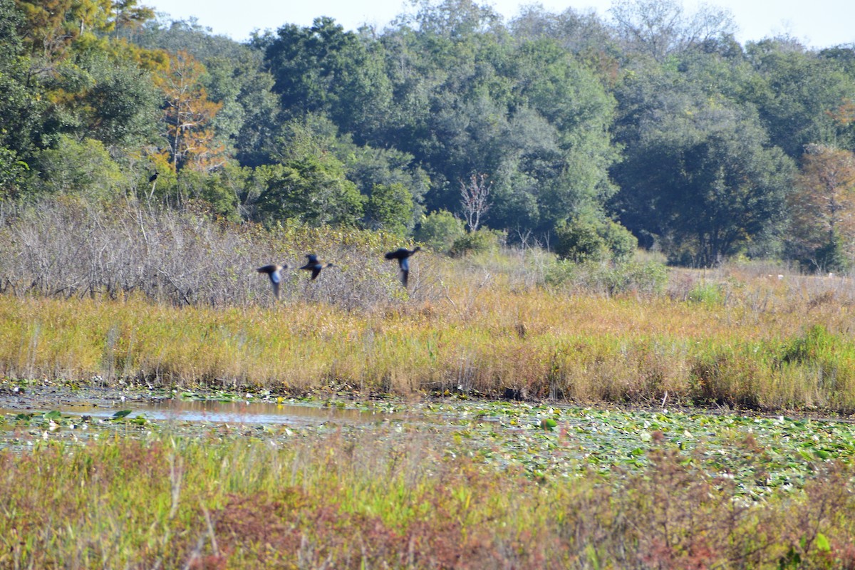 Blue-winged Teal - ML644717000
