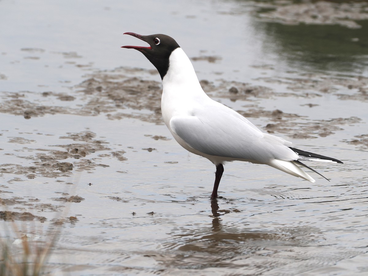 Хүрэн толгойт цахлай - ML644717005