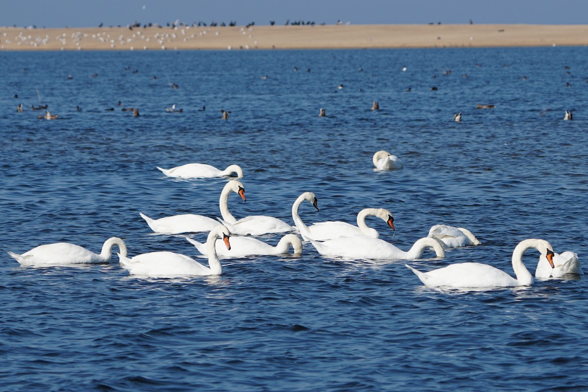 Лебідь-шипун - ML644717007