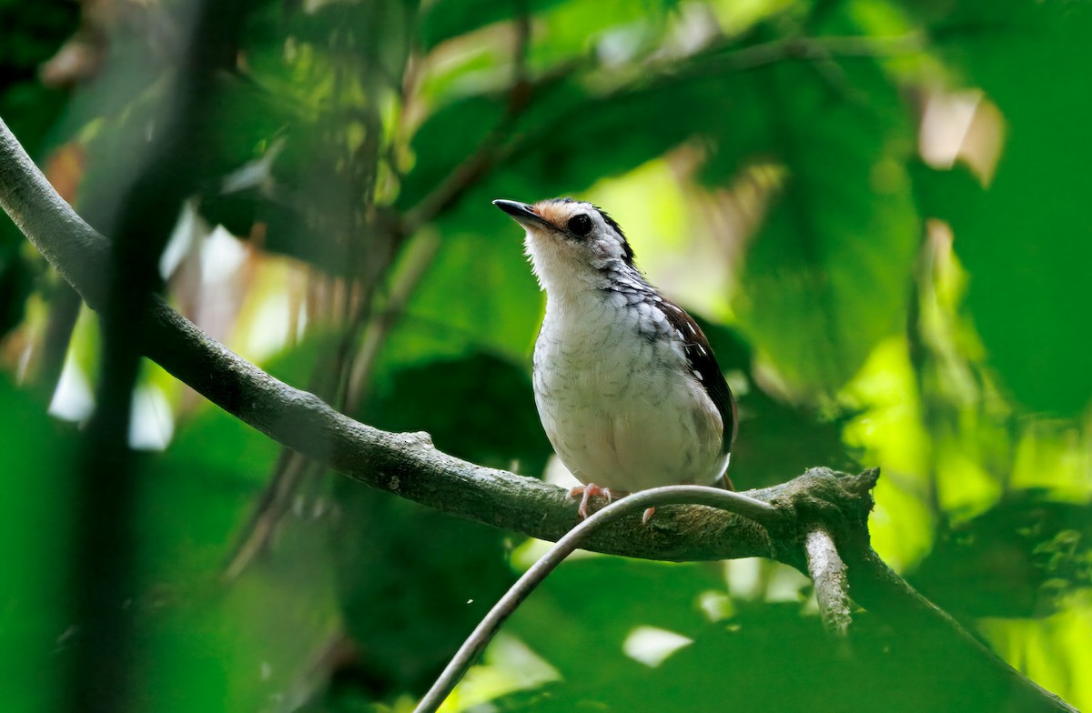 Striped Wren-Babbler - ML644717021
